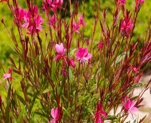 Pink Gaura Flower Seeds