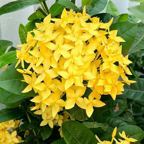 Yellow Perennial Ixora Flower Seeds