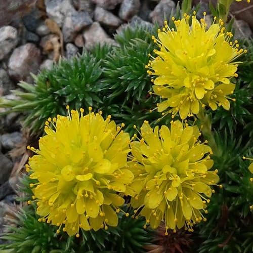 Yellow Saxifraga Flower Seeds