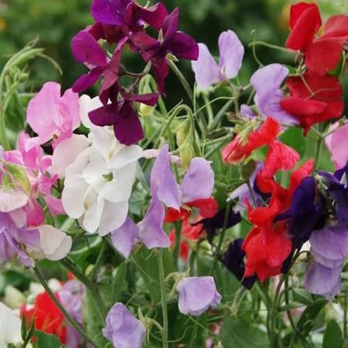 Mixed Lathyrus Odoratus Flower Seeds