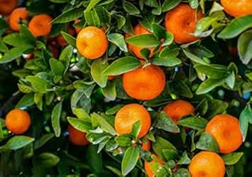 Orange Mandarin Fruit Cultivating Tangy And Sweet Citrus Fruits Fruit Seeds