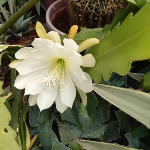 White Epiphyllum Flower Seeds