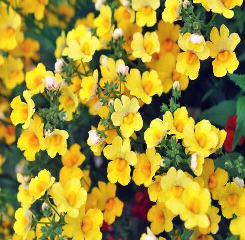 Yellow Nemesie Flower Seeds