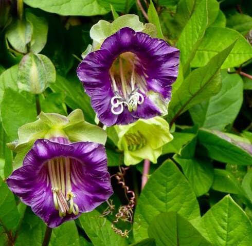 Purple Cobaea scandens Flower Seeds