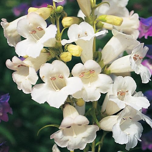 verbascum Flower Seeds