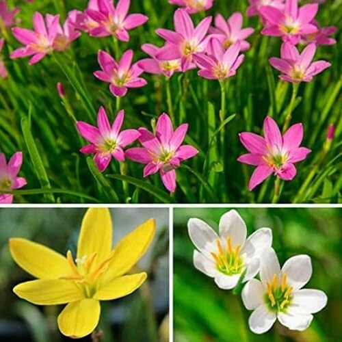 Mixed zephyranthes Flower Seeds
