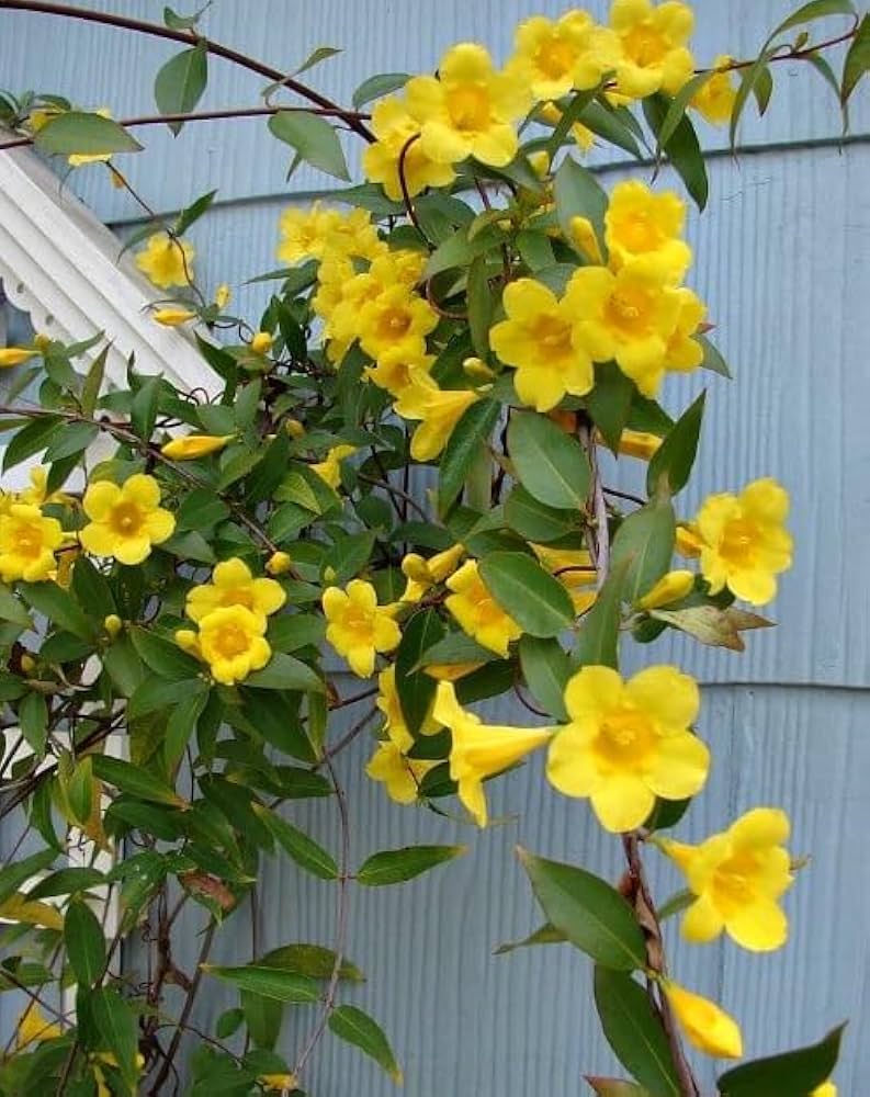 Yellow Blooming Jasmine Flower Seeds