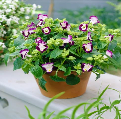 Red White Torenia Fournieri Flower Seeds