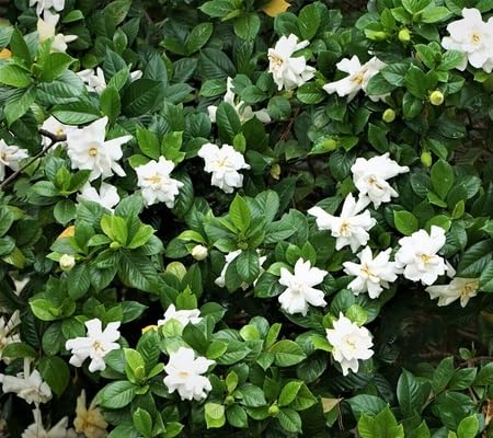Jasminiodes Flower Seeds