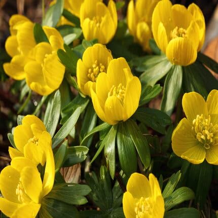 Yellow Aconite Flower Seeds