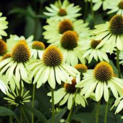 Green Echinacea Flower Seeds