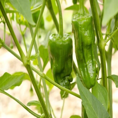 Green Padron Pepper vegetable seeds - Heirloom, Organic, Non Gmo Garden Seeds for kitchen garden planting