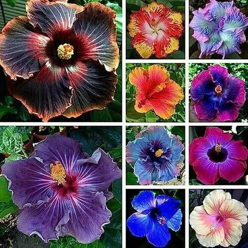 Mixed Giant Hibiscus Flower Seeds