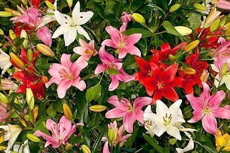 Lilium Flower Seeds