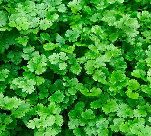 Green Coriander Plant Seeds herb seeds - fresh harvest, sustainable gardening garden seeds