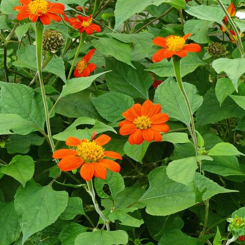 Orange Tithonia Flower Seeds