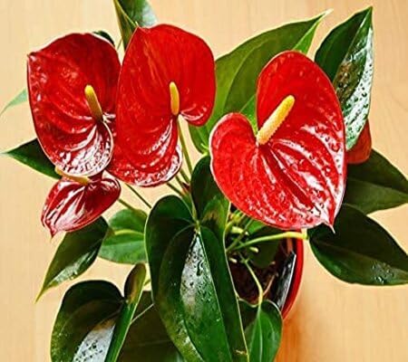 Rare Pigtail anthurium Flower Seeds