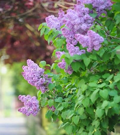 Purple Common Lilac Flower Seeds