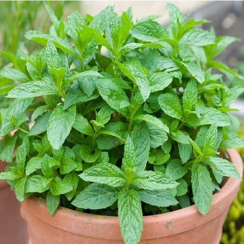 Green Mint Plant Seeds herb seeds - kitchen garden, terrace planting garden seeds