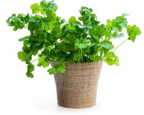 Coriander Plant Seeds Green herb seeds - fresh harvest, sustainable gardening garden seeds