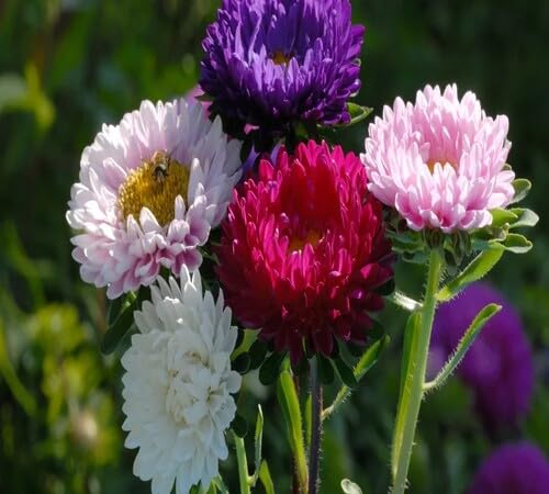 Mixed Asters Flower Seeds