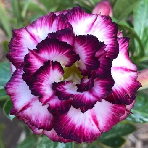 White Purple Adenium Obesum Flower Seeds