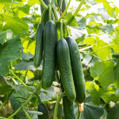 Cucumber Plant vegetable seeds for Home Gardening, Fast Growing Home Garden Variety for kitchen garden planting