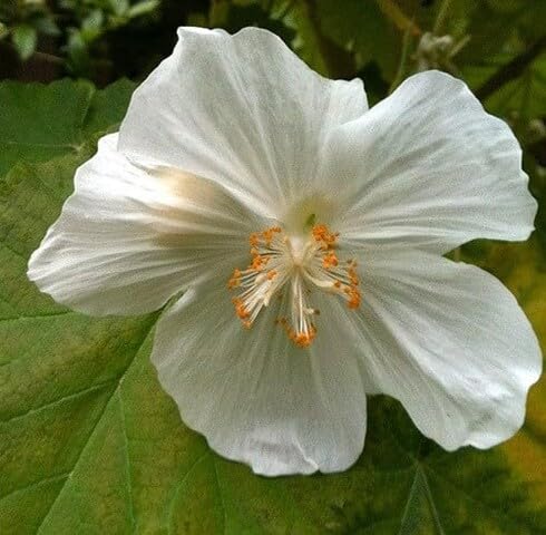 White vitifolium Flower Seeds