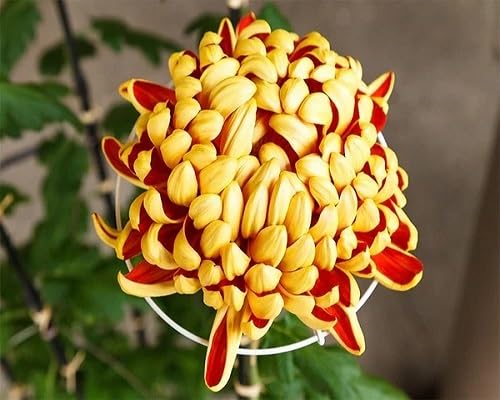 Yellow Chrysanthemum Flowers Seed.