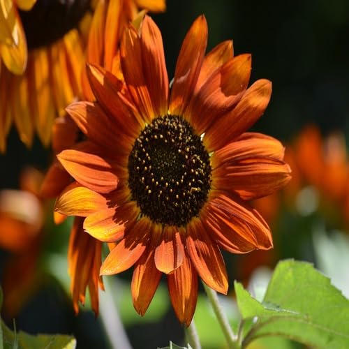Orange Sunflower Seeds