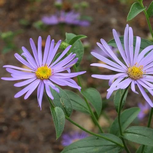 Violet Frikartii Flower Seeds