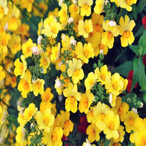 Yellow Nemesia Flower Seeds