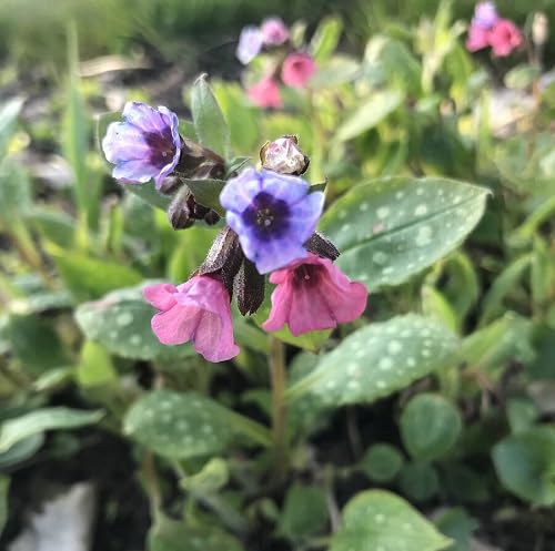 mixed pulmonaria flower seeds