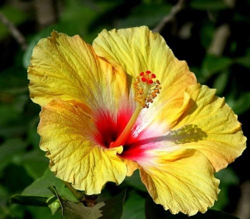 Perennial Hibiscus Flower Seeds