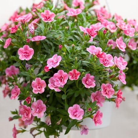 Pink Calibrachoa Flower Seeds