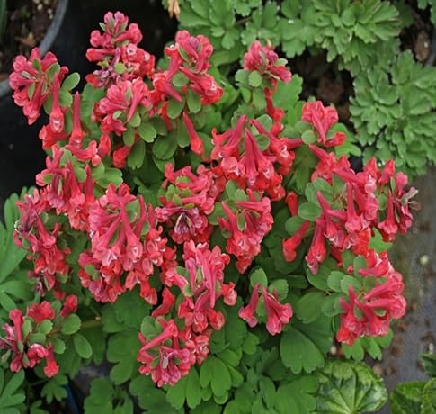 Corydalis Flower Seeds