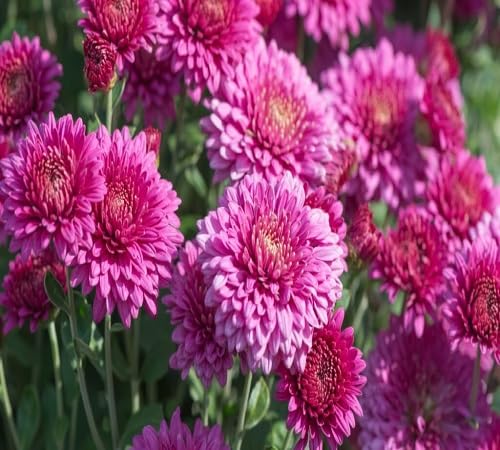 pink chrysanthemum flower seeds,light