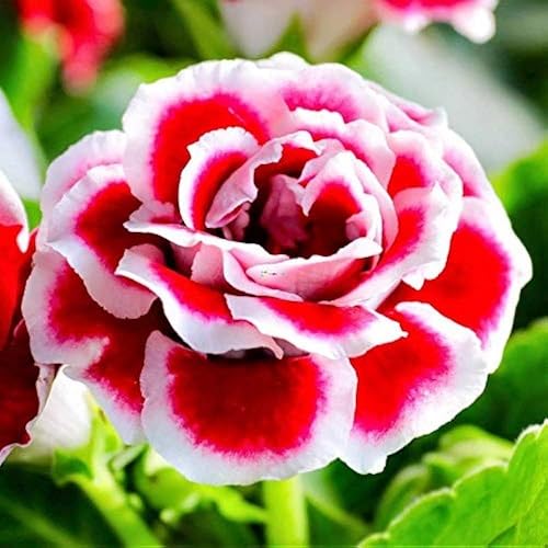 Pink Gloxinia Flower Seeds