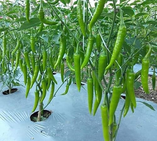 Pepper Green vegetable seeds for Home Gardening, Fast Growing Home Garden Variety Premium for kitchen garden planting