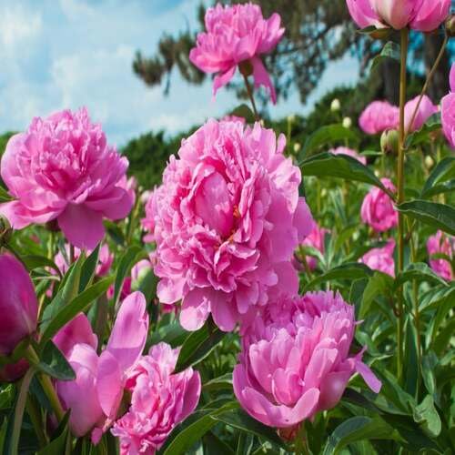 Poeny Flower Seeds