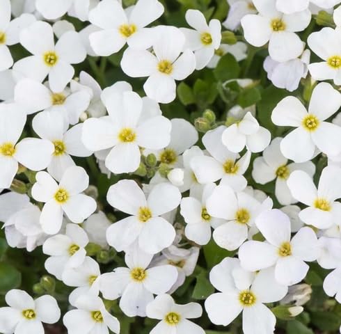 White Aubrieta Flower Seeds