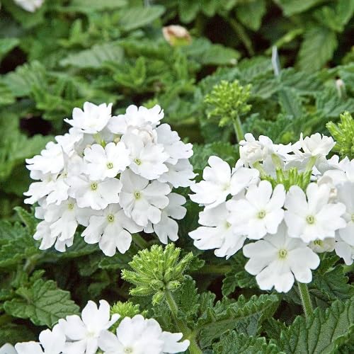 White Verbena Flower Seeds