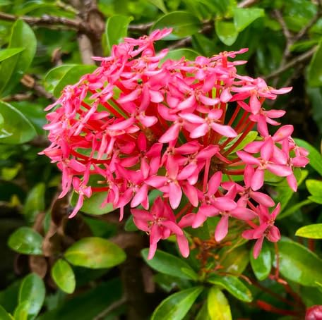 Pink Ixora Flower Seeds