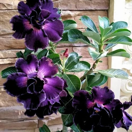 Purple adenium Flower Seeds