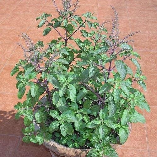 Green Basil Tulsi Plant Seeds herb seeds - natural growing, healthy herbs garden seeds