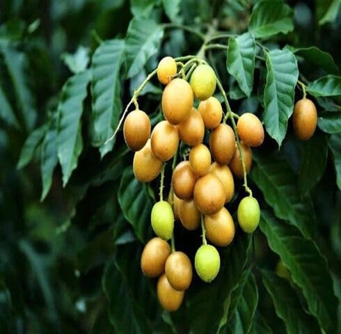 Brown Clausena lansium Fruit fruit seeds for organic garden planting