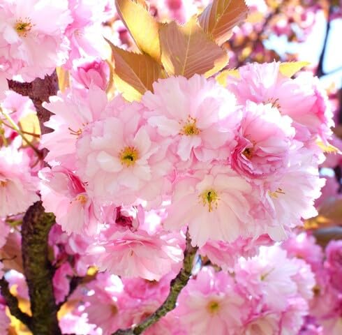 Pink Cerasus serrulata Flower Seeds