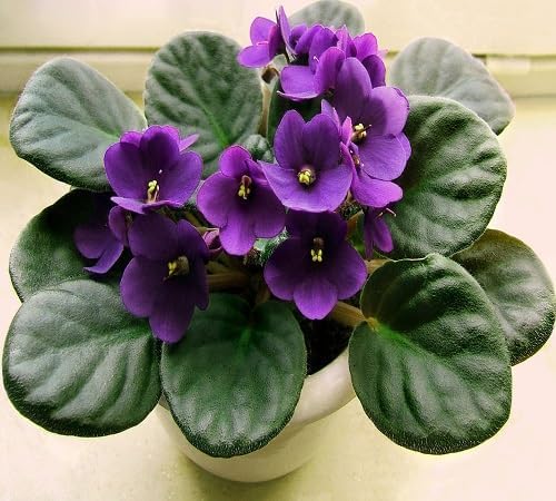 Saintpaulia Ionantha Flower Seeds