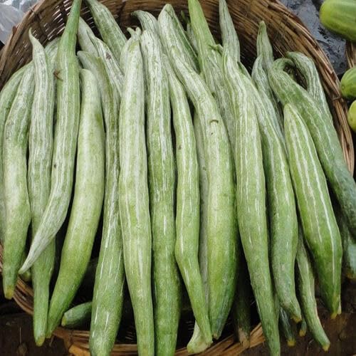 Green Cucumerina vegetable seeds - Heirloom, Organic, Non Gmo Garden Seeds for kitchen garden planting
