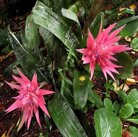 Bromeliad Flower Seeds